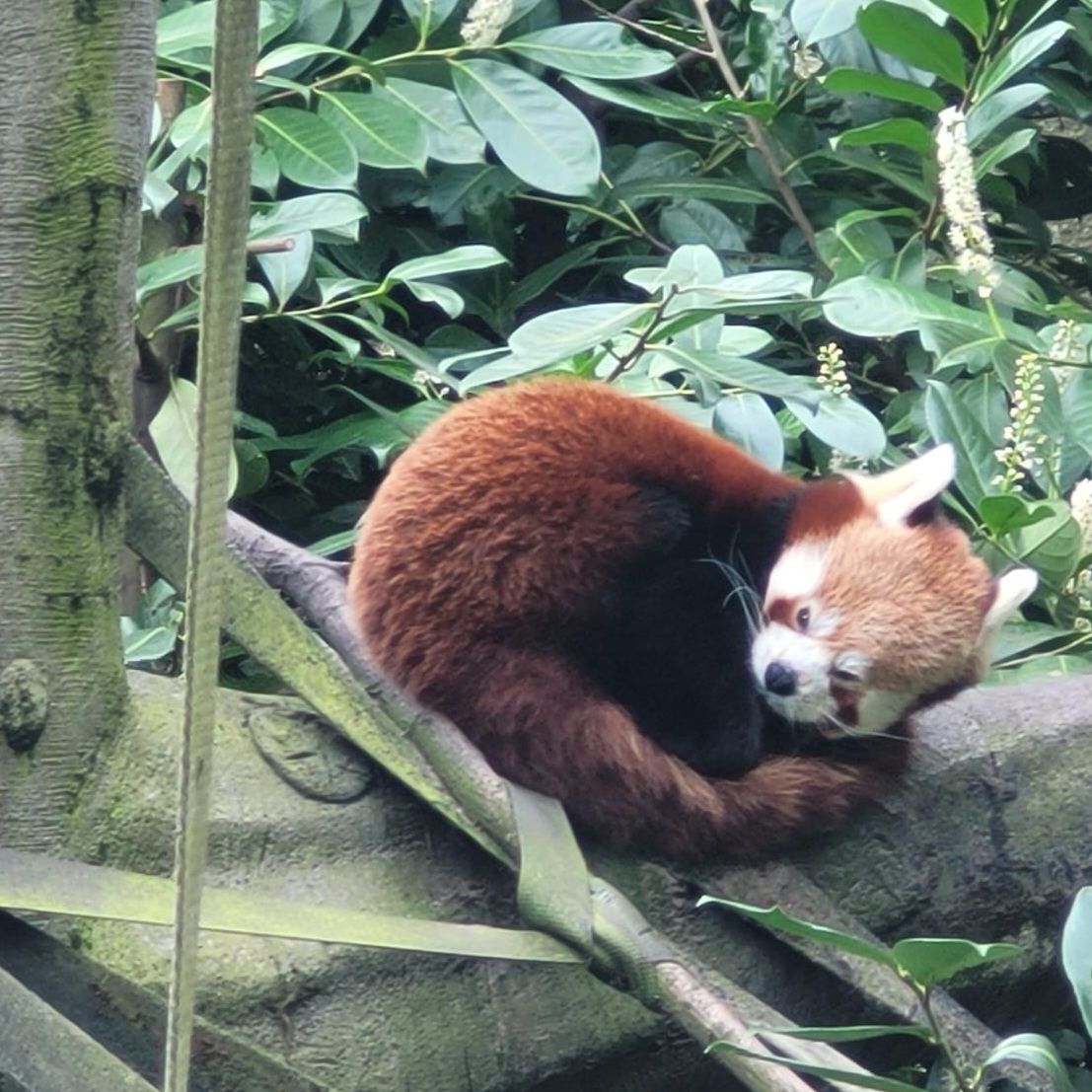Red panda square picture